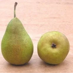 Perenboom (Pyrus Communis 'Bonne Louise D'Avranches') -Tuin Vormen Verkoopwinkel 20081120103226 4