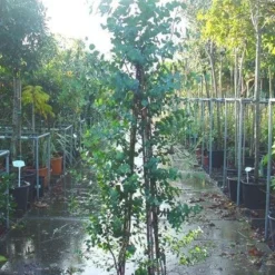 Winterharde Gomboom (Eucalyptus Gunnii) 11 Winterharde Gomboom (Eucalyptus Gunnii) -Tuin Vormen Verkoopwinkel 20090522152550 5