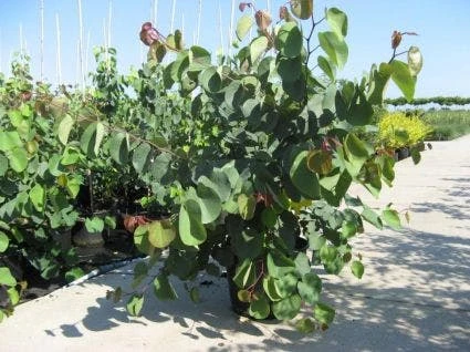 Chinese Judasboom (Cercis Chinensis 'Avondale') 11 Chinese Judasboom (Cercis Chinensis 'Avondale') - Image 9