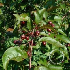 Sierappel (Malus 'Liset') -Tuin Vormen Verkoopwinkel 20091222112959 8