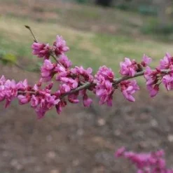 Tuin Vormen Verkoopwinkel -Tuin Vormen Verkoopwinkel 20091230142622 5