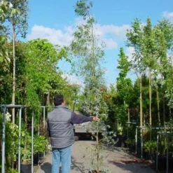 Winterharde Gomboom (Eucalyptus Gunnii) 14 Winterharde Gomboom (Eucalyptus Gunnii) -Tuin Vormen Verkoopwinkel 20100217171043 5