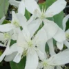Bosrank, Groenblijvend (Clematis Armandii 'Snowdrift') -Tuin Vormen Verkoopwinkel 20100218143418 3