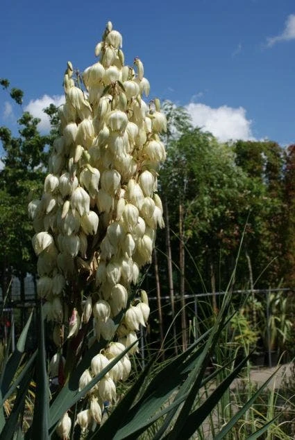 Palmlelie (Yucca Gloriosa) 4 Palmlelie (Yucca Gloriosa) - Afbeelding 2
