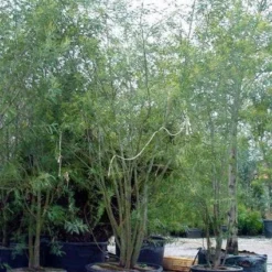 Mimosa (Acacia Dealbata) -Tuin Vormen Verkoopwinkel 20100906111139 7