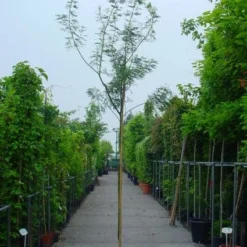 Mimosa Als Boom (Acacia Dealbata) -Tuin Vormen Verkoopwinkel 20100906111726 7