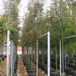 Krentenboom (Amelanchier Arborea 'Robin Hill') -Tuin Vormen Verkoopwinkel 20101209111140 10