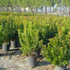 Aardbeiboom Als Struik (Arbutus Unedo) -Tuin Vormen Verkoopwinkel 20101209111801 7