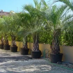 Geleipalm (Butia Capitata)