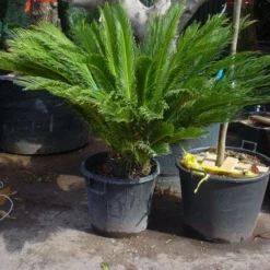 Cycaspalm (Cycas Revoluta) 15 Cycaspalm (Cycas Revoluta) -Tuin Vormen Verkoopwinkel 20101212150101 5