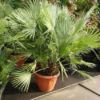 Dwergpalm (Chamaerops Humilis) -Tuin Vormen Verkoopwinkel 20101213085751 8