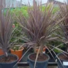 Cordyline (Cordyline Australis 'Atropurpurea') -Tuin Vormen Verkoopwinkel 20101213093508 8