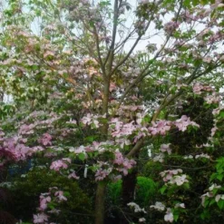 Amerikaanse Kornoelje (Cornus Florida 'Rubra') 16 Amerikaanse Kornoelje (Cornus Florida 'Rubra') -Tuin Vormen Verkoopwinkel 20101213094837 7