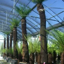 Boomvaren (Dicksonia Antarctica) -Tuin Vormen Verkoopwinkel 20101213133314 11