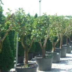 Kaki (Diospyros Kaki) -Tuin Vormen Verkoopwinkel 20101213150225 8