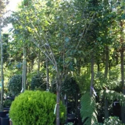 Kaki (Diospyros Kaki) -Tuin Vormen Verkoopwinkel 20101213150233 8