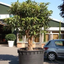 Japanse Mispel (Eriobotrya Japonica) 10 Japanse Mispel (Eriobotrya Japonica) -Tuin Vormen Verkoopwinkel 20101213154517 7