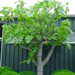 Vijg Als Solitair (Ficus Carica) -Tuin Vormen Verkoopwinkel 20101215111658 7