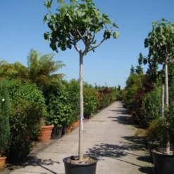 Vijgenboom (Ficus Carica) -Tuin Vormen Verkoopwinkel 20101215112153 7