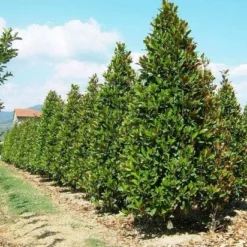 Magnolia (Magnolia Grandiflora 'Gallissoniere') 20 Magnolia (Magnolia Grandiflora 'Gallissoniere') -Tuin Vormen Verkoopwinkel 20101217150008 85 17