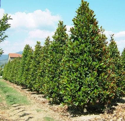 Magnolia (Magnolia Grandiflora 'Gallissoniere') 7 Magnolia (Magnolia Grandiflora 'Gallissoniere') - Afbeelding 5