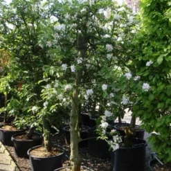 Appelboom (Malus Domestica ) -Tuin Vormen Verkoopwinkel 20101217164407 5