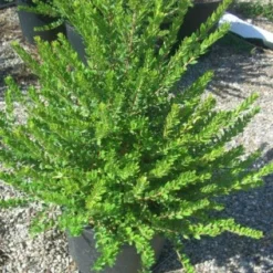 Dwergmirte (Myrtus Communis 'Tarentina') -Tuin Vormen Verkoopwinkel 20101217172218 2