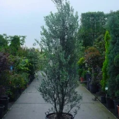 Olijf Als Struik (Olea Europaea) -Tuin Vormen Verkoopwinkel 20101220120639 9