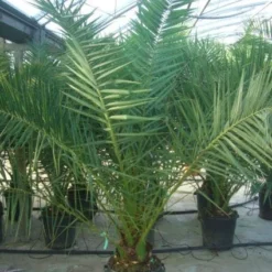 Canarische Dadelpalm (Phoenix Canariensis) -Tuin Vormen Verkoopwinkel 20101220144503 10