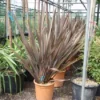 Nieuw Zeelands Vlas (Phormium Tenax 'Purpureum') -Tuin Vormen Verkoopwinkel 20101220145115 7