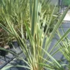 Nieuw Zeelands Vlas (Phormium Tenax 'Variegatum') -Tuin Vormen Verkoopwinkel 20101220145332 8
