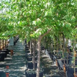 Amandelboom (Prunus Dulcis) -Tuin Vormen Verkoopwinkel 20101221155404 3 1