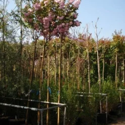 Japanse Sierkers (Prunus Serrulata 'Kanzan') -Tuin Vormen Verkoopwinkel 20101222164034 16