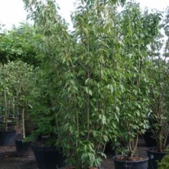 Sierkers, Struikvorm (Prunus Serrulata 'Kanzan') 11 Sierkers, Struikvorm (Prunus Serrulata 'Kanzan') -Tuin Vormen Verkoopwinkel 20101224132249 9