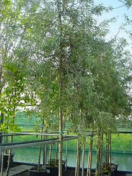 Treursierpeer (Pyrus Salicifolia 'Pendula') 4 Treursierpeer (Pyrus Salicifolia 'Pendula') - Image 2