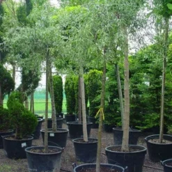 Treursierpeer (Pyrus Salicifolia 'Pendula') 26 Treursierpeer (Pyrus Salicifolia 'Pendula') -Tuin Vormen Verkoopwinkel 20101224152204 9