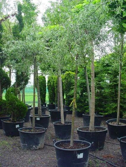 Treursierpeer (Pyrus Salicifolia 'Pendula') 9 Treursierpeer (Pyrus Salicifolia 'Pendula') - Image 7