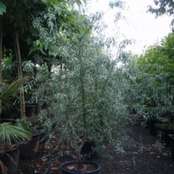 Sierpeer Als Struik (Pyrus Salicifolia 'Pendula') -Tuin Vormen Verkoopwinkel 20101224153119 6