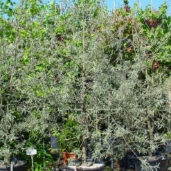 Sierpeer Als Struik (Pyrus Salicifolia 'Pendula') -Tuin Vormen Verkoopwinkel 20101224153132 6