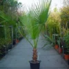 Washingtonia (Washingtonia Robusta) -Tuin Vormen Verkoopwinkel 20110102190228 6