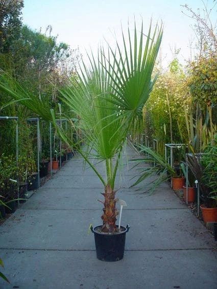 Washingtonia (Washingtonia Robusta) 3 Washingtonia (Washingtonia Robusta)
