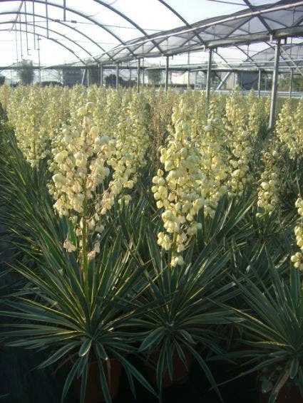 Palmlelie (Yucca Gloriosa 'Variegata') 3 Palmlelie (Yucca Gloriosa 'Variegata')