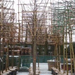 Sierappel Als Leiboom (Malus 'Red Sentinel') -Tuin Vormen Verkoopwinkel 20110105105309 5