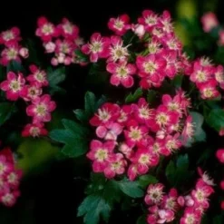 Rode Meidoorn Als Leiboom (Crataegus 'Paul's Scarlet') -Tuin Vormen Verkoopwinkel 20110201103926 5