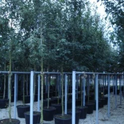 Krentenboom (Amelanchier Arborea 'Robin Hill') -Tuin Vormen Verkoopwinkel 20110215154853 10