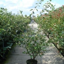 Krentenboom Als Struik (Amelanchier Lamarckii) -Tuin Vormen Verkoopwinkel 20110215155125 13