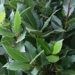 Echte Laurier Op Stam (Laurus Nobilis) -Tuin Vormen Verkoopwinkel 20110822170724 4