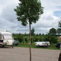 Aardbeiboom (Arbutus Unedo) 8 Aardbeiboom (Arbutus Unedo) -Tuin Vormen Verkoopwinkel 20110822171531 4