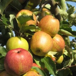 Appelboom (Malus Domestica ) -Tuin Vormen Verkoopwinkel 20110905151704 5