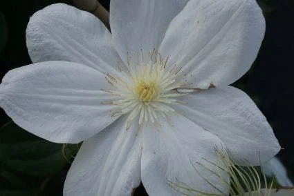 Bosrank (Clematis 'Madame Le Coultre') 7 Bosrank (Clematis 'Madame Le Coultre') - Afbeelding 6